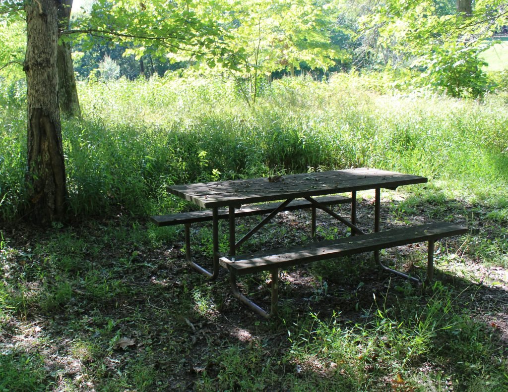 An empty picnic table in a quiet, sunlit woodland clearing, symbolising absence, remembrance, and the journey from grief to growth after child loss